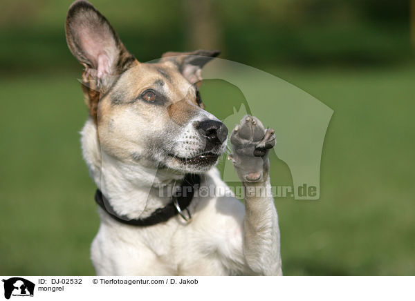 Mischling / mongrel / DJ-02532