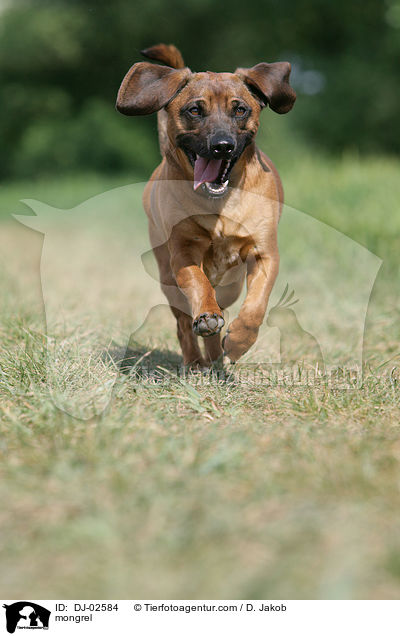 mongrel / DJ-02584