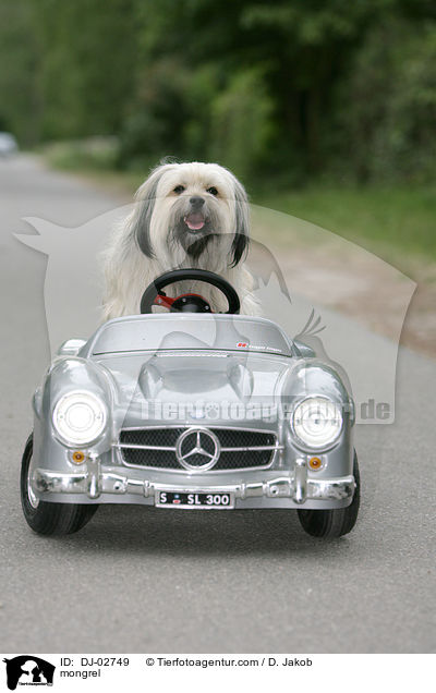 Tibet-Terrier-King-Charles Spaniel Mischling / mongrel / DJ-02749