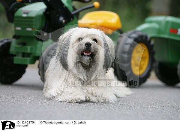 Tibet-Terrier-King-Charles Spaniel Mischling / mongrel / DJ-02754