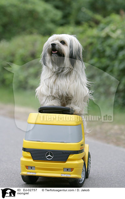 Tibet-Terrier-King-Charles Spaniel Mischling / mongrel / DJ-02757