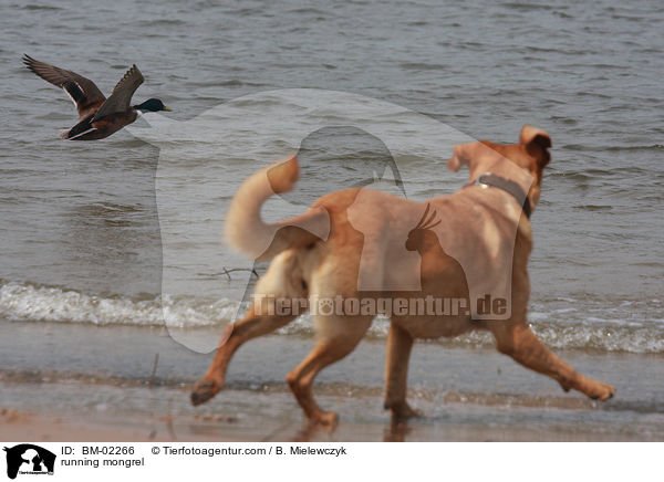 running mongrel / BM-02266