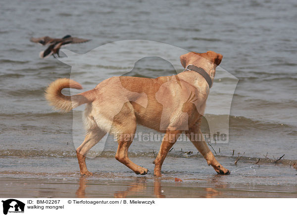 walking mongrel / BM-02267
