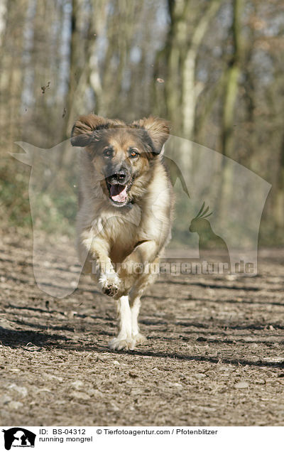 rennender Hovawart-Leonberger-Mix / running mongrel / BS-04312