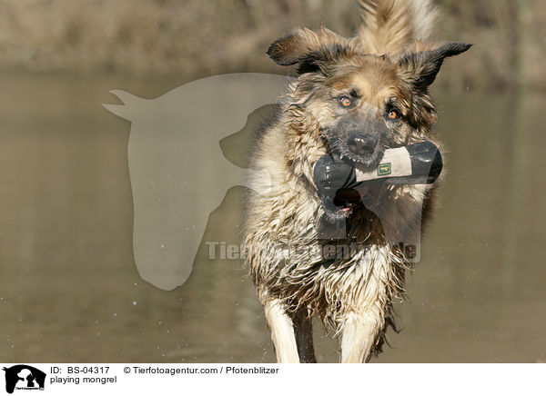 spielender Hovawart-Leonberger-Mix / playing mongrel / BS-04317