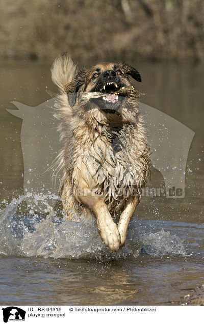 spielender Hovawart-Leonberger-Mix / playing mongrel / BS-04319