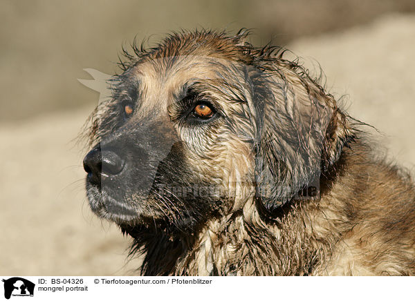 Hovawart-Leonberger-Mix Portrait / mongrel portrait / BS-04326