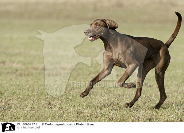 rennender Weimaraner-Mix / running mongrel / BS-04371