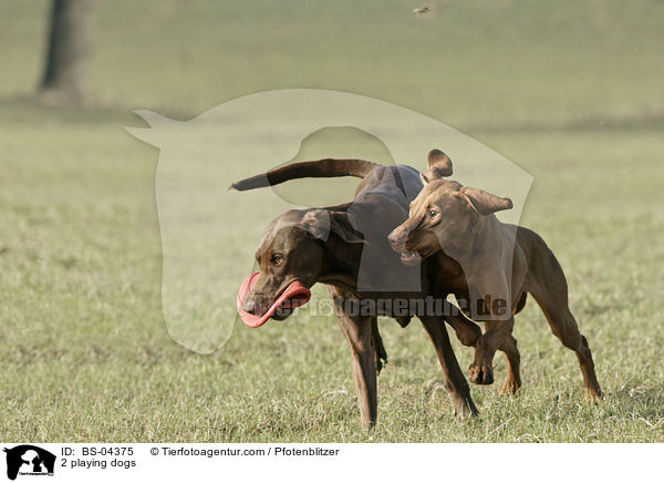 2 playing dogs / BS-04375