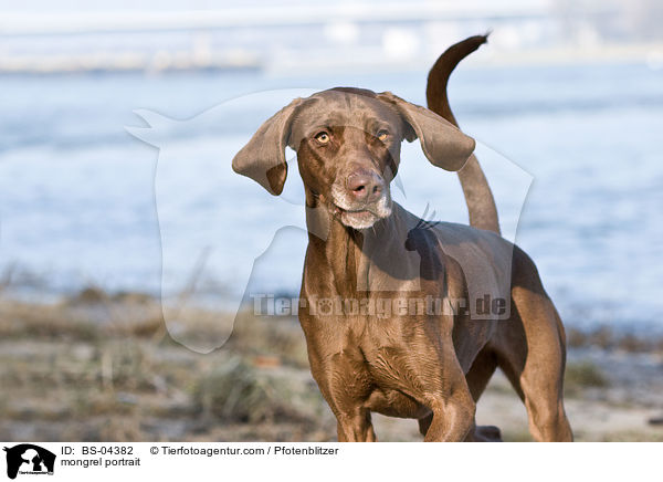 Weimaraner-Mix Portrait / mongrel portrait / BS-04382