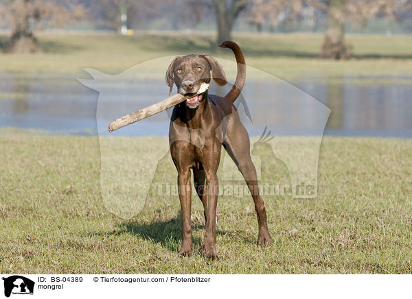 Weimaraner-Mix / mongrel / BS-04389