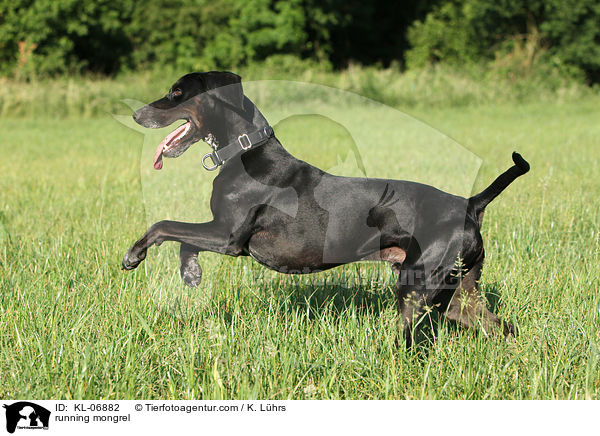 running mongrel / KL-06882