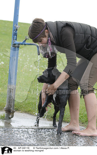 Frau wscht Mischling / woman is washing mongrel / AP-08116