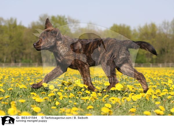 running mongrel puppy / BES-01584