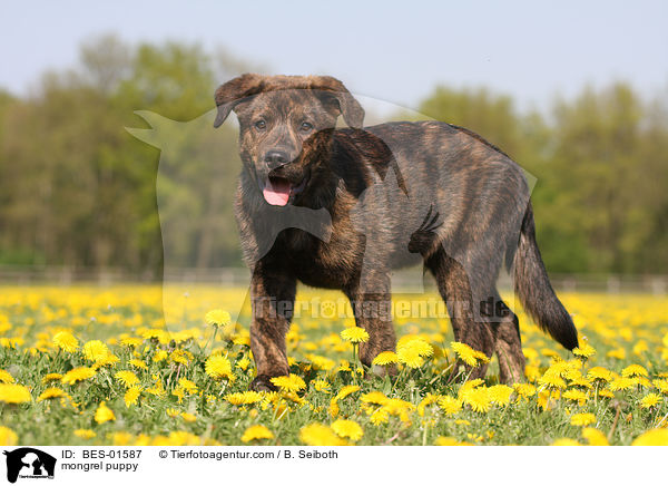 mongrel puppy / BES-01587