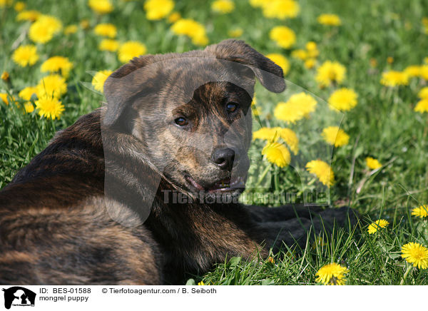 mongrel puppy / BES-01588