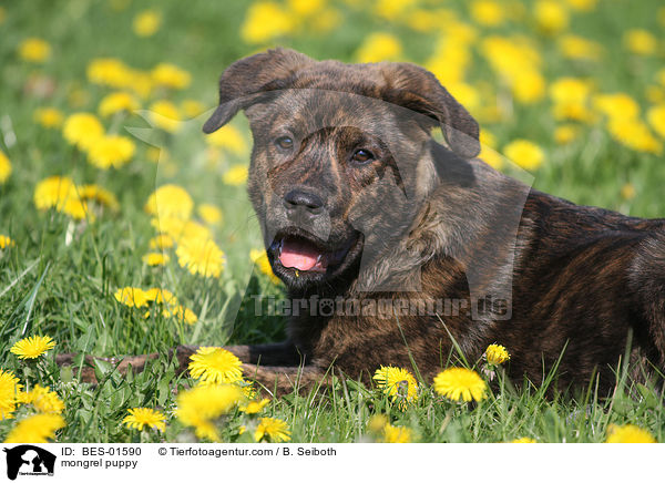mongrel puppy / BES-01590