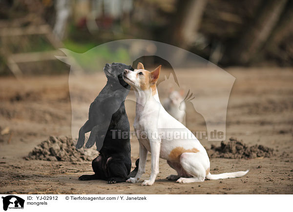Mischlinge / mongrels / YJ-02912