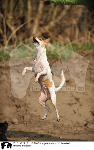 jumping mongrel / YJ-02915