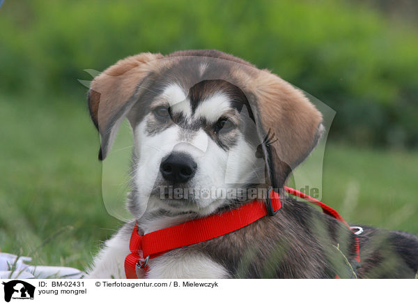 young mongrel / BM-02431