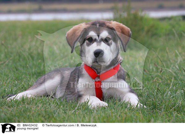 young mongrel / BM-02432