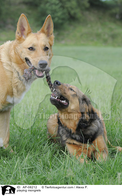 playing mongrels / AP-08212