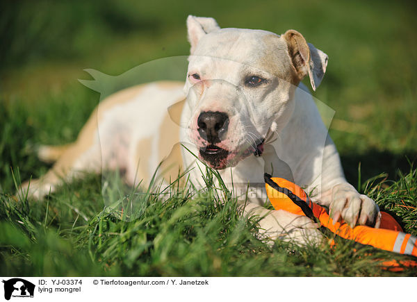 liegender Pitbullmix / lying mongrel / YJ-03374