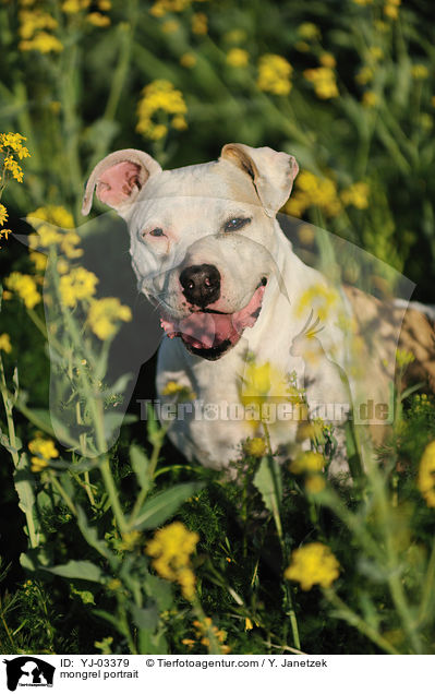 Pitbullmix Portrait / mongrel portrait / YJ-03379