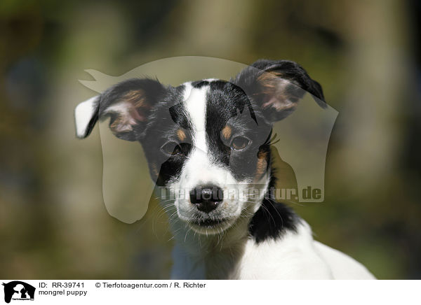 mongrel puppy / RR-39741
