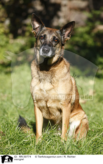 Malinois-Mischling / mongrel / RR-39774