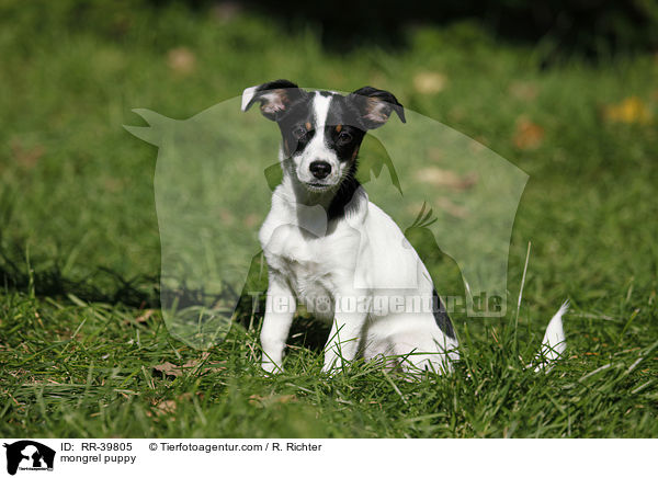 mongrel puppy / RR-39805