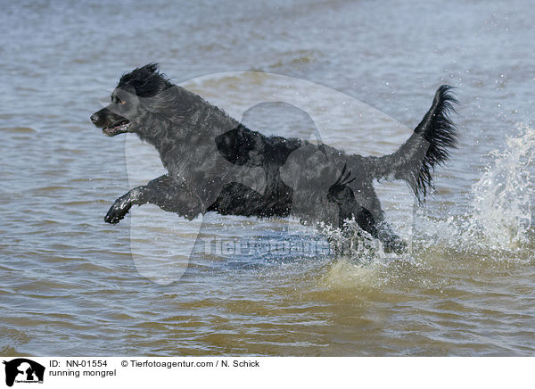 running mongrel / NN-01554