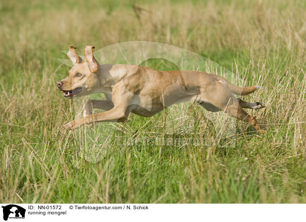 running mongrel / NN-01572