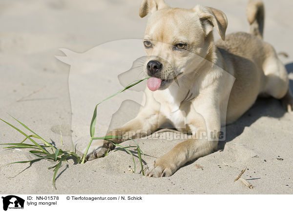 liegender Mischling / lying mongrel / NN-01578