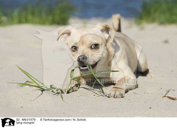 liegender Mischling / lying mongrel / NN-01579
