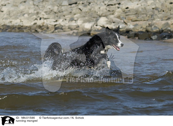 running mongrel / NN-01586