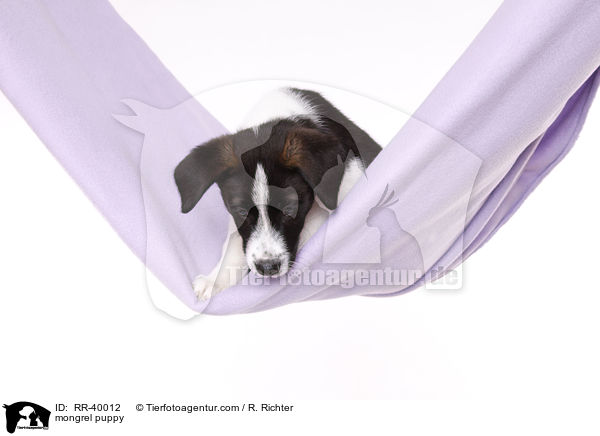 Mischling Welpe / mongrel puppy / RR-40012