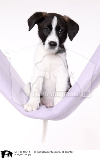 mongrel puppy / RR-40014