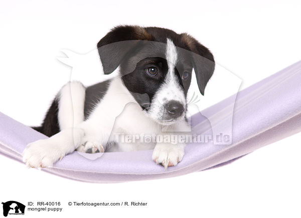 Mischling Welpe / mongrel puppy / RR-40016