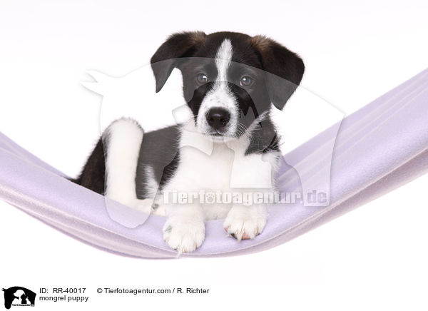 Mischling Welpe / mongrel puppy / RR-40017