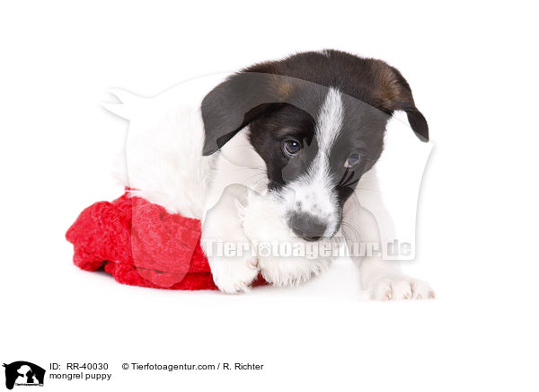 Mischling Welpe / mongrel puppy / RR-40030
