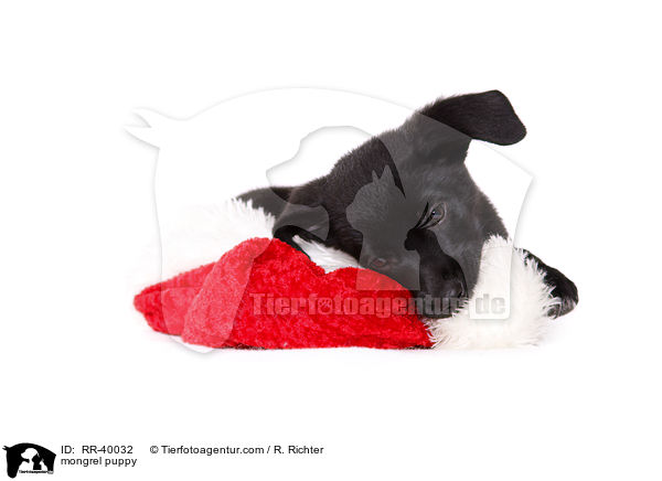 Mischling Welpe / mongrel puppy / RR-40032