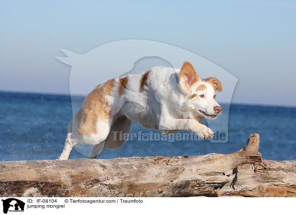 jumping mongrel / IF-08104
