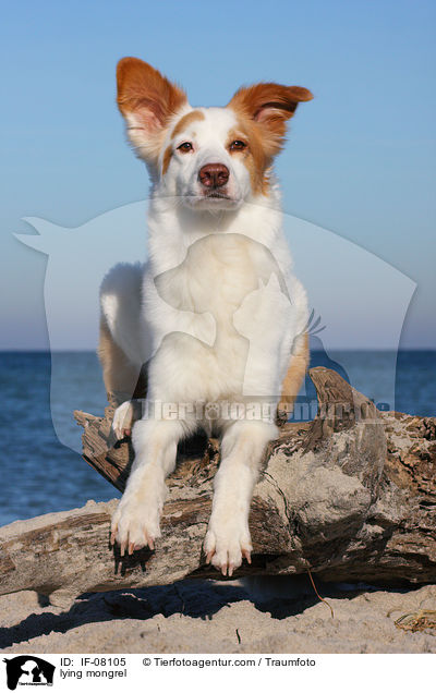 lying mongrel / IF-08105