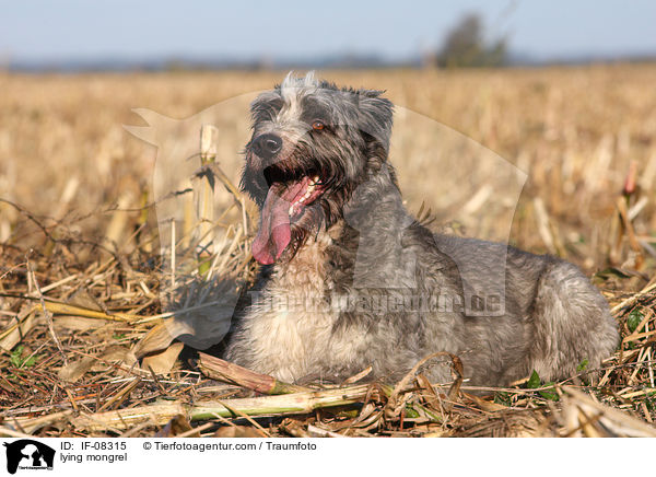 liegender Schafpudel-Border-Collie-Mix / lying mongrel / IF-08315
