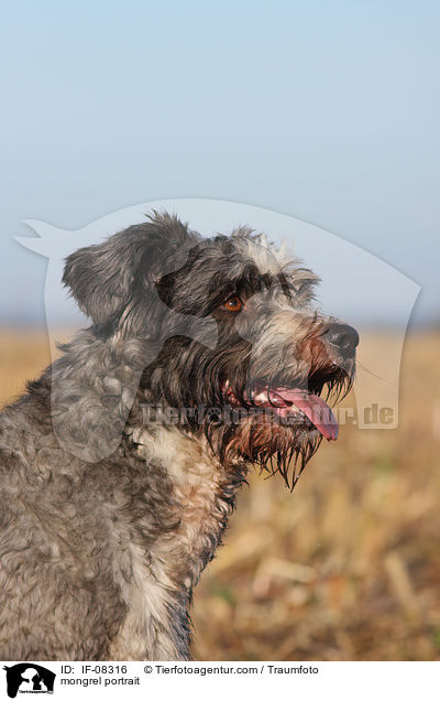 Schafpudel-Border-Collie-Mix Portrait / mongrel portrait / IF-08316