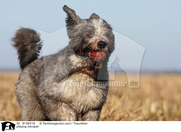 spielender Schafpudel-Border-Collie-Mix / playing mongrel / IF-08318