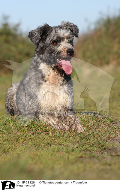 liegender Schafpudel-Border-Collie-Mix / lying mongrel / IF-08326