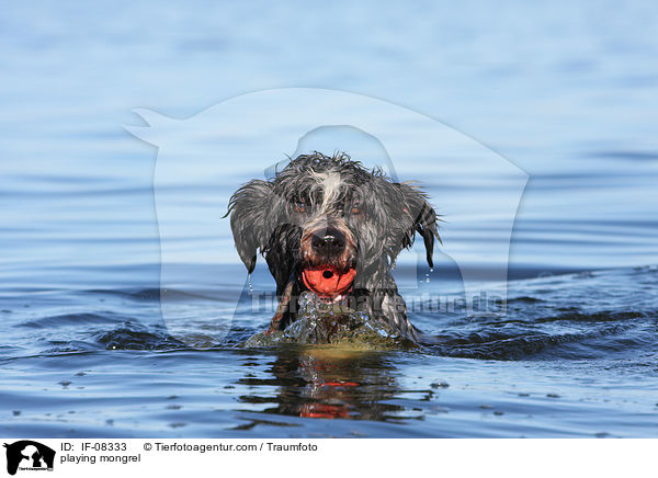 spielender Schafpudel-Border-Collie-Mix / playing mongrel / IF-08333