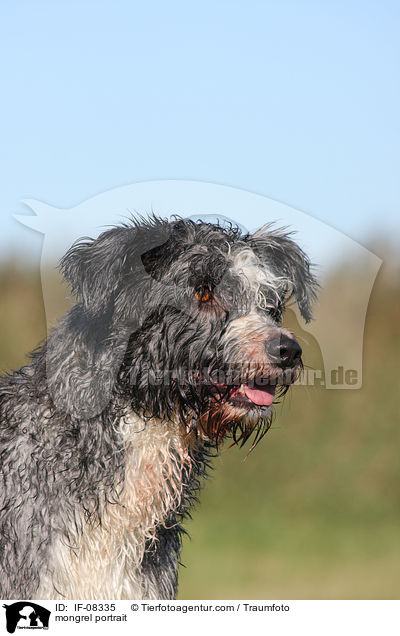 Schafpudel-Border-Collie-Mix Portrait / mongrel portrait / IF-08335